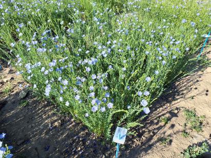 Click for 1 image(s) for this accession.